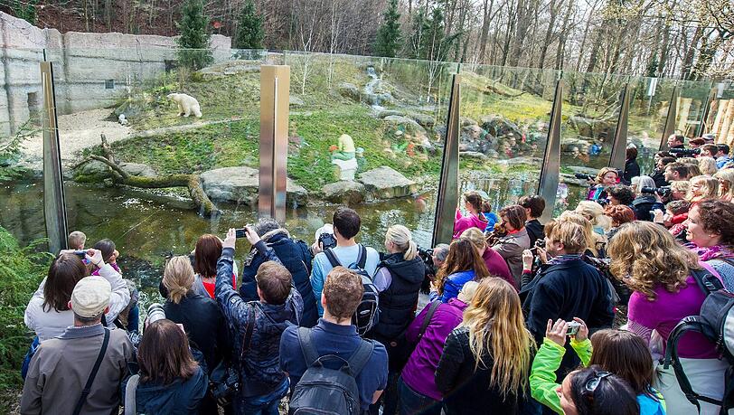Zahlreiche Tierparkbesucher beobachten am 22.03.2014 die beiden 14 Wochen alten Eisbären-Zwillinge und Mutter Giovanna im Freigehege im Tierpark Hellabrunn. Zahlreiche Tierparkbesucher beobachten am 22.03.2014 die beiden 14 Wochen alten Eisbären-Zwillinge und Mutter Giovanna im Freigehege im Tierpark Hellabrunn.