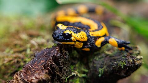 Kinder kennen den Feuersalamander als Comicfigur "Lurchi", die für eine Schuhmarke wirbt. (Archivbild)