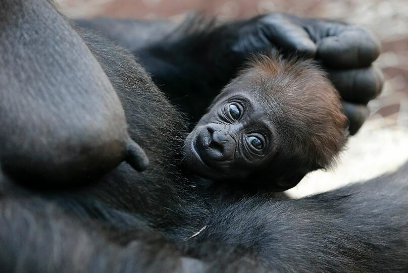 Nachwuchs bei den Menschenaffen: Mehr Fotos vom kleinen Gorilla-Baby und seiner Mutter Bagira. Zum Durchklicken...