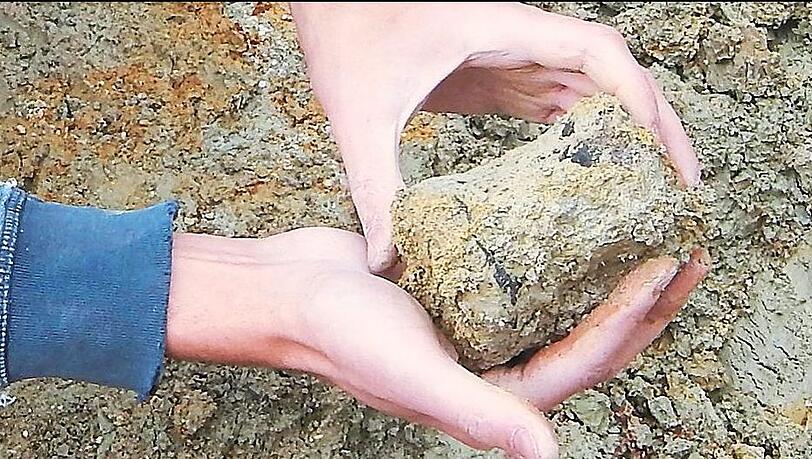 Ein entdeckter Schwanzwirbel – so groß wie eine Hand. Ein entdeckter Schwanzwirbel – so groß wie eine Hand.