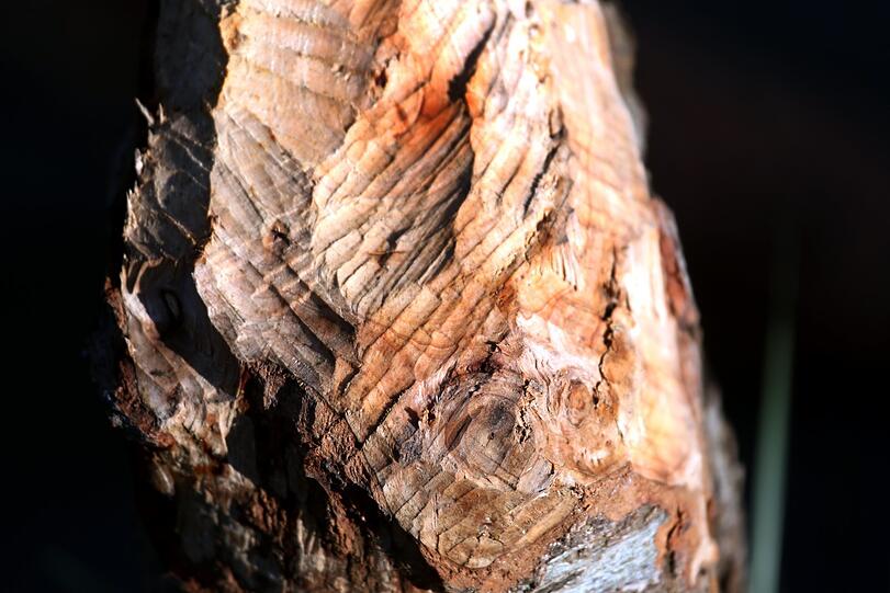 Deutliche Spuren: Biberzahnabdrücke an einem gefällten Baum.