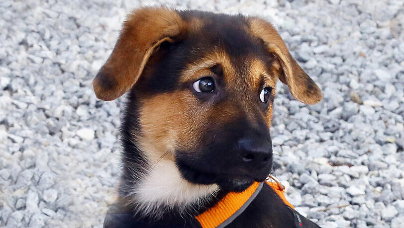 Gesund für Menschenkinder: der frühe Kontakt zu Hundekindern. Gesund für Menschenkinder: der frühe Kontakt zu Hundekindern.