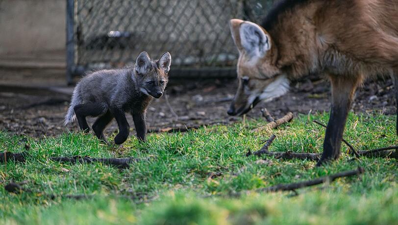 Ein junger Mähnenwolf geht durch ein Gehege im Tierpark Hellabrunn.