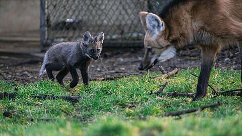 Ein junger Mähnenwolf geht durch ein Gehege im Tierpark Hellabrunn.