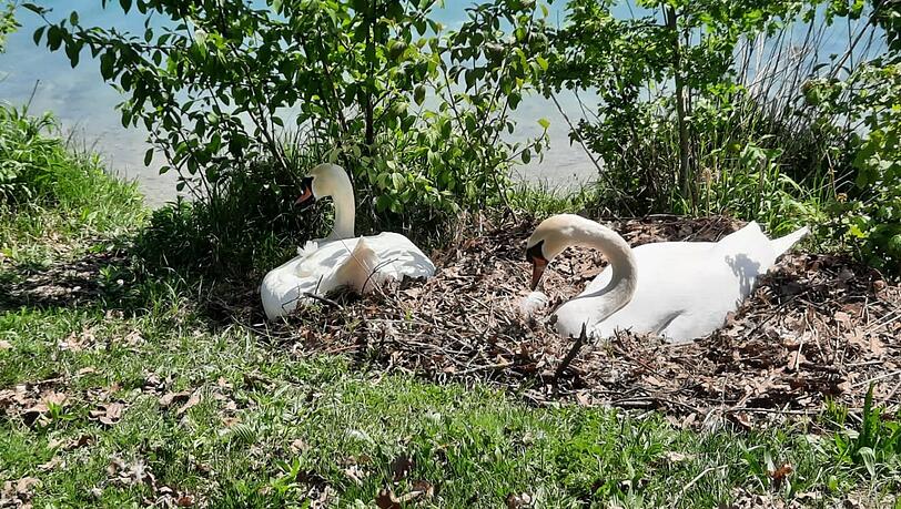 Hier sind die beiden Schwäne noch harmonisch beim Brüten.