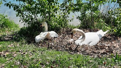 Hier sind die beiden Schwäne noch harmonisch beim Brüten.