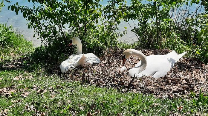 Hier sind die beiden Schwäne noch harmonisch beim Brüten.