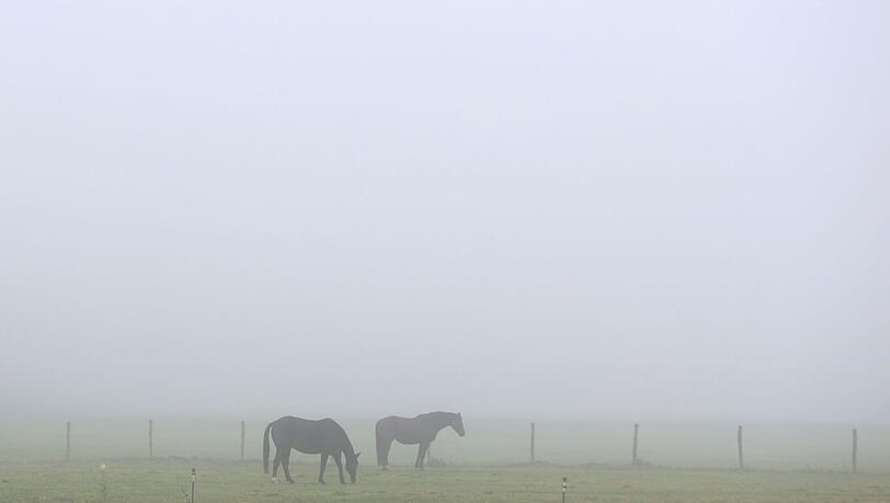Die Koppel der Pferde liegt direkt neben dem bei Ausflüglern in der Region beliebten Regental-Radweg. (Symbolbild)