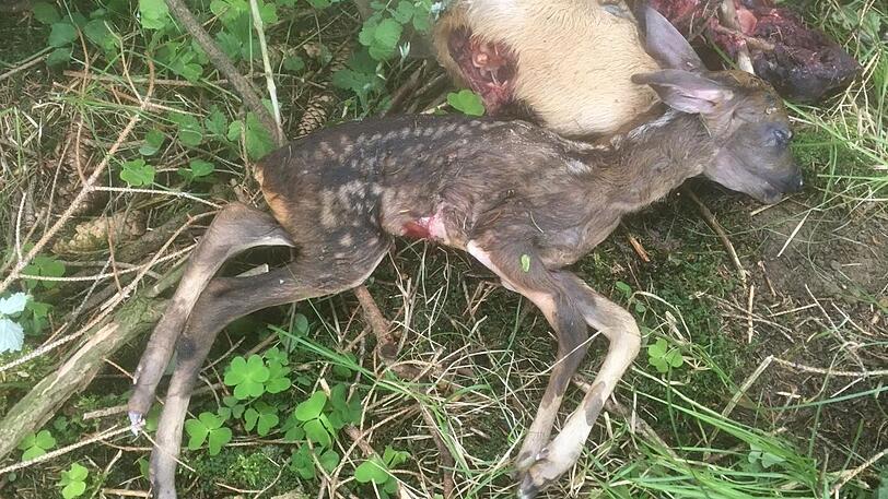 Ein besonders entsetzlicher Vorfall und die fehlenden Konsequenzen erschüttert jetzt bayerische Jagdkreise.