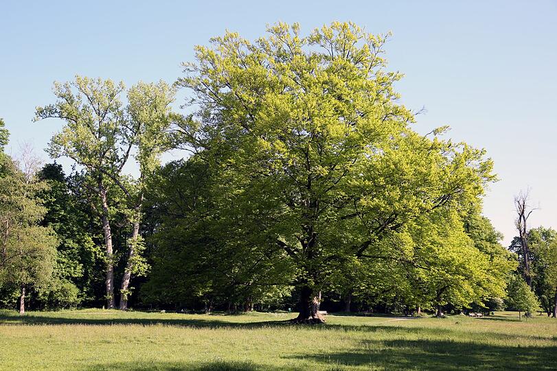 Was für ein herrlicher Baum im noch zarten Grün.