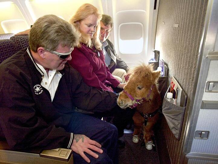 Das Blindenführpferd Cuddles im Flugzeug.