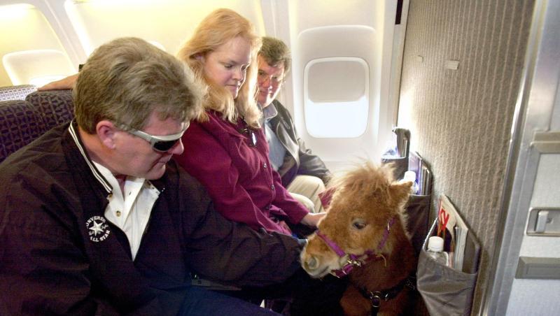 Das Blindenführpferd Cuddles im Flugzeug. Das Blindenführpferd Cuddles im Flugzeug.