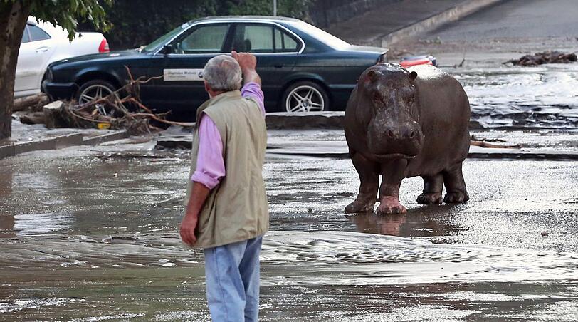 Wegen starker Überschwemmungen in Tiflis konnten zahlreiche Raubtiere aus dem Zoo ausbüxen. Die irren Bilder aus Georgien.