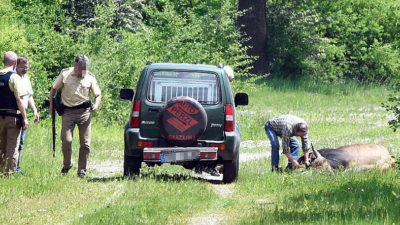 Wildwest an der A94: 17 entflohene Rindviecher hielten die "Cowboys" von Polizei und Feuerwehr stundenlang auf Trab. Die Bilder von der Stierhatz.