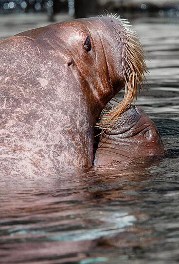 Am Donnerstag begeisterte das Walrossbaby im Tierpark Hagenbeck in Hamburg die Besucher. Die Bilder!