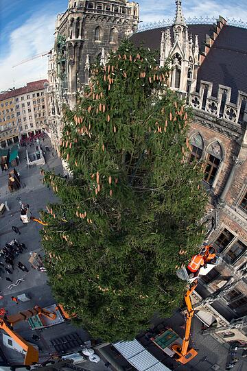 Der Christbaum vor dem Münchner Rathaus: Seit Mittwoch in der Früh steht der 26-Meter-Koloss.