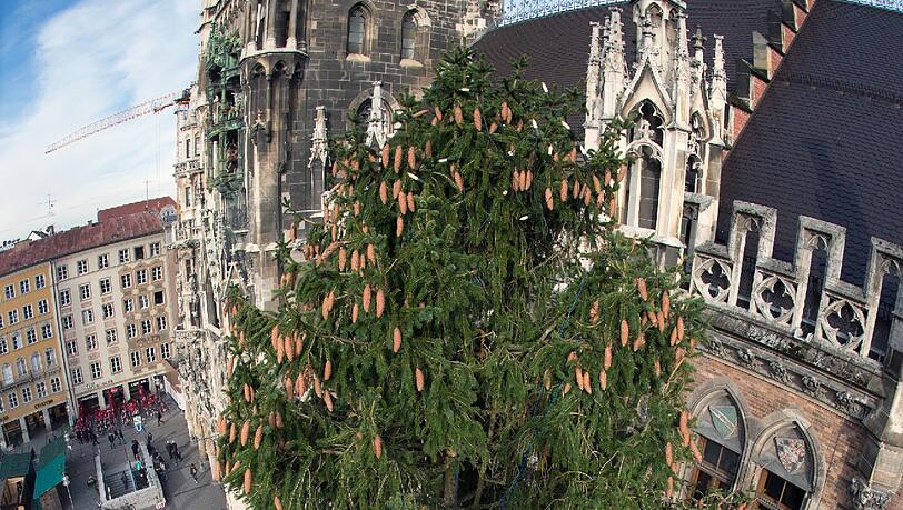 Der Christbaum vor dem Münchner Rathaus: Seit Mittwoch in der Früh steht der 26-Meter-Koloss. Der Christbaum vor dem Münchner Rathaus: Seit Mittwoch in der Früh steht der 26-Meter-Koloss.