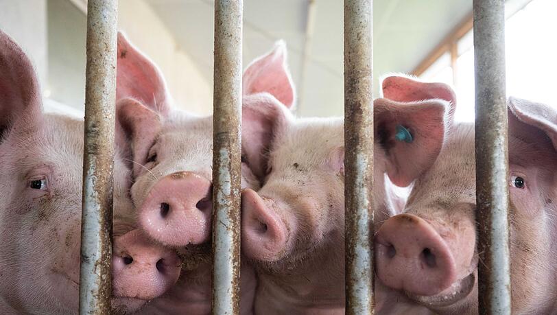 Zu den Bedingungen in der Tierhaltung soll eine staatliche Kennzeichnung kommen. (Archivbild) Zu den Bedingungen in der Tierhaltung soll eine staatliche Kennzeichnung kommen. (Archivbild)