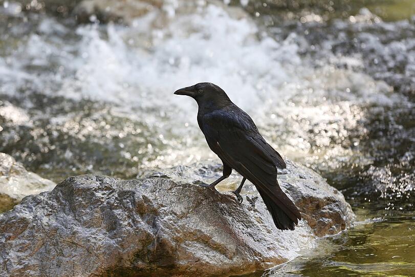 Hundebadewanne und Vogeltränke: der Brunnen am Bordeauxplatz.
