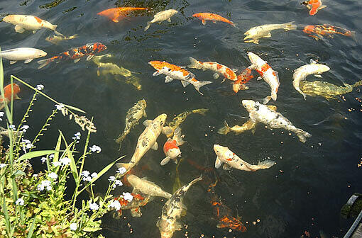 Koi-Karpfen - ein teures Hobby. Manche der Tiere kosten mehrere tausend Euro.