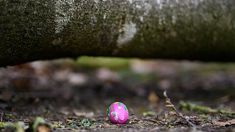 In einem Waldst&uuml;ck im Norden Schleswig-Holsteins ist ein Baum auf eine Gruppe gest&uuml;rzt.