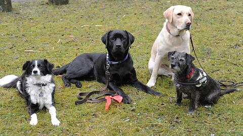 Von links: Colliemischling Nova, Labradordame Joy und Tierrier-Mix Rommy lernen endlich Chester (schwarzer Labrador Mitte) kennen, den sie viele Abend gesucht haben.