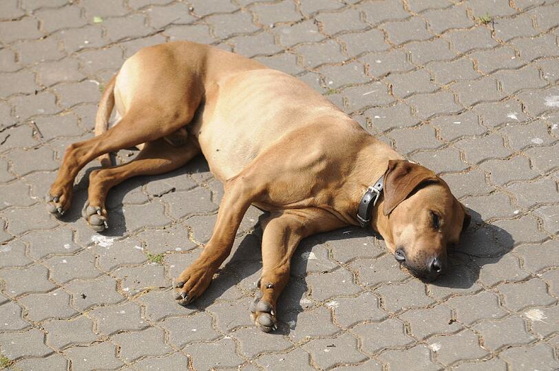 Ein Hundehasser legt tödliche Köder aus.