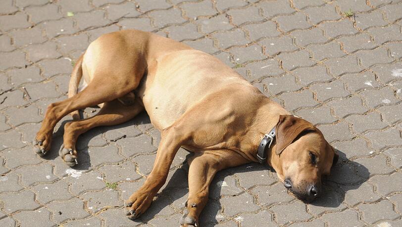 Ein Hundehasser legt tödliche Köder aus. Ein Hundehasser legt tödliche Köder aus.