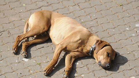 Ein Hundehasser legt tödliche Köder aus.