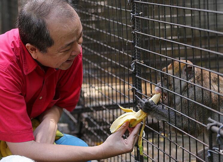 Lass es dir schmecken: ein Pfleger füttert einen Affen im Malabon-Zoo, dem es sichtlich schmeckt.