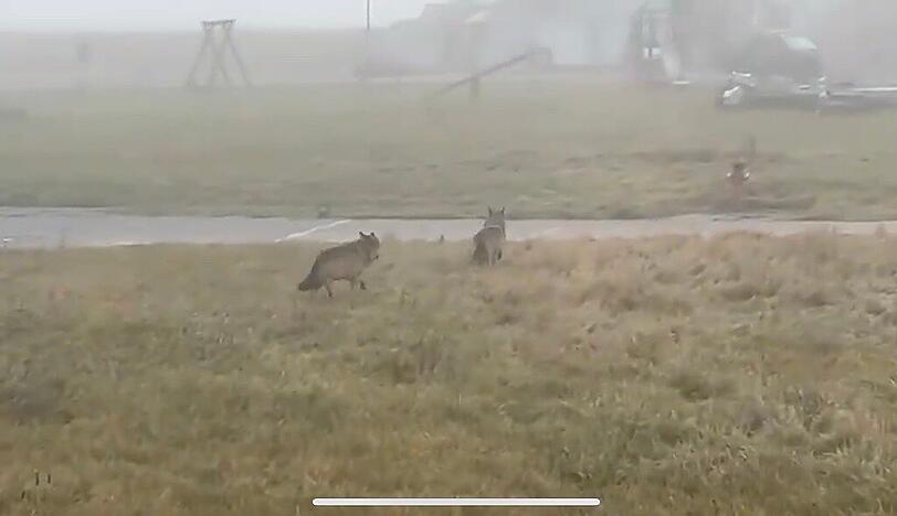 Ein Screenshot aus dem Wolfs-Video. Ein Screenshot aus dem Wolfs-Video.