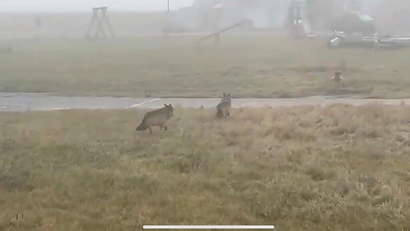 Ein Screenshot aus dem Wolfs-Video.