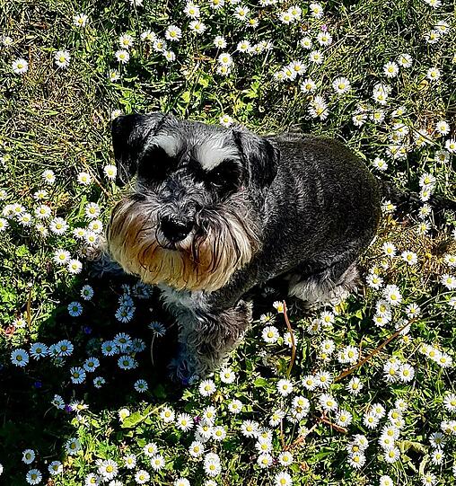 Rosi zaubert einfach jedem ein Lächeln ins Gesicht. Sie ist seit 10 Jahren mein treuer Begleiter. Sie weicht mir nicht von der Seite, liebt die Berge und das Wasser.