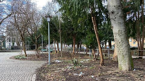 Im Nußbaumpark beim Sendlinger Tor bleiben nach umfassenden Maßnahmen der Stadt fast nur noch Bäume übrig.