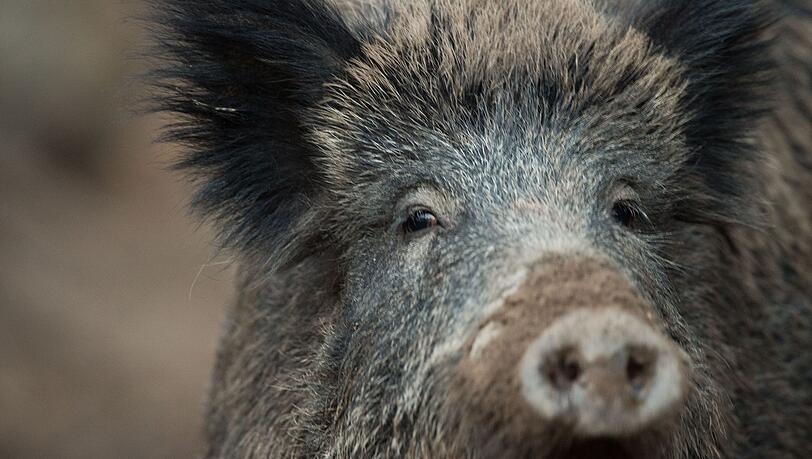 Im Landkreis Aschaffenburg wollen die Behörden verhindern, dass Wildschweine die Afrikanische Schweinepest verbreiten. (Archivbild)