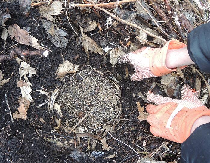 Ganz vorsichtig wird an der Hansjakobstraße ein winterschlafender Igel von Hand ausgegraben.