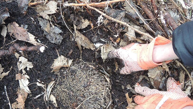 Ganz vorsichtig wird an der Hansjakobstraße ein winterschlafender Igel von Hand ausgegraben. Ganz vorsichtig wird an der Hansjakobstraße ein winterschlafender Igel von Hand ausgegraben.