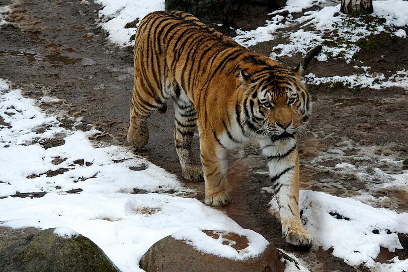 Ein sibirischer Tiger läuft am 18.03.2013 in seinem Gehege im Zoo Leipzig durch den Schnee.