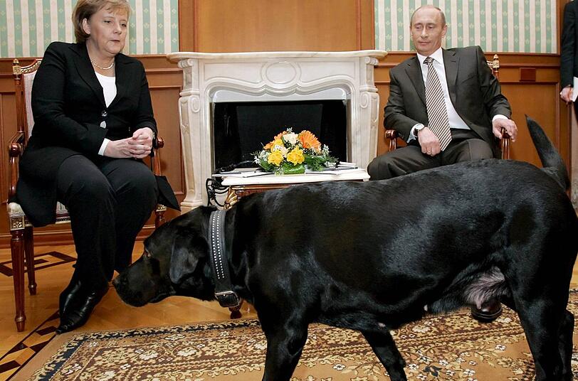 "Koni" sollte der Kanzlerin Angst machen: Mit Genuss beobachtete Putin, wie Angela Merkel vor seiner schwarzen Labradorhündin erstarrte. Merkel mag keine Hunde, seit sie in ihrer Jugend vom Nachbarhund angefallen wurde.