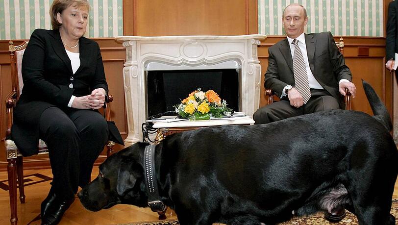 "Koni" sollte der Kanzlerin Angst machen: Mit Genuss beobachtete Putin, wie Angela Merkel vor seiner schwarzen Labradorhündin erstarrte. Merkel mag keine Hunde, seit sie in ihrer Jugend vom Nachbarhund angefallen wurde. "Koni" sollte der Kanzlerin Angst machen: Mit Genuss beobachtete Putin, wie Angela Merkel vor seiner schwarzen Labradorhündin erstarrte. Merkel mag keine Hunde, seit sie in ihrer Jugend vom Nachbarhund angefallen wurde.