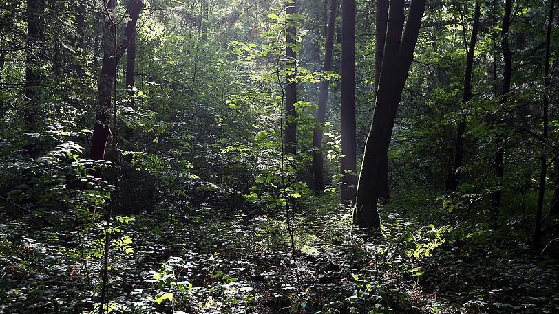 Die Wildnis gleicht der in Kanada, sagen die Künstler.