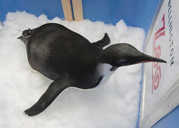 Wenig später wird er in seine Spezialkiste gesetzt. Hier können sich seine Füße schon mal an den Schnee gewöhnen, der ihn in der Antarktis wieder erwartet.