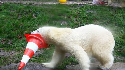 Im Tierpark Hellabrunn feiern die Eisbären Nela und Nobby mit ihrer Mutter Giovanna ihren 2. Geburtstag mit Eistorte und Spielzeug.