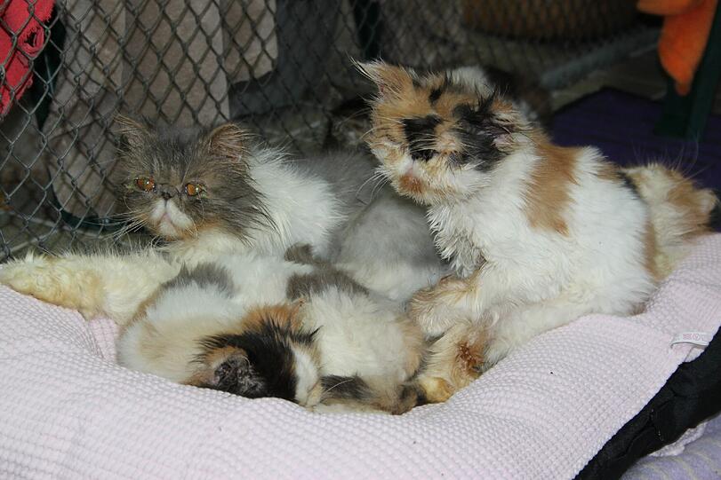 Endlich haben die Katzen ein sauberes Zuhause.