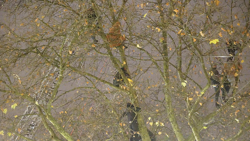 In der Nacht zum vergangenen Donnerstag klettern mehrere der Hungerstreikenden auf der Flucht vor der Polizei in Bäume. In der Nacht zum vergangenen Donnerstag klettern mehrere der Hungerstreikenden auf der Flucht vor der Polizei in Bäume.