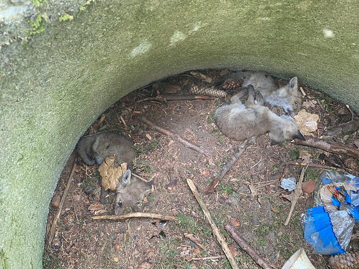 Drei Fuchsbabys konnten aus der tödlichen Falle nicht mehr entkommen.