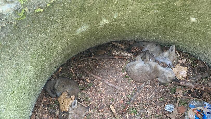 Drei Fuchsbabys konnten aus der tödlichen Falle nicht mehr entkommen. Drei Fuchsbabys konnten aus der tödlichen Falle nicht mehr entkommen.