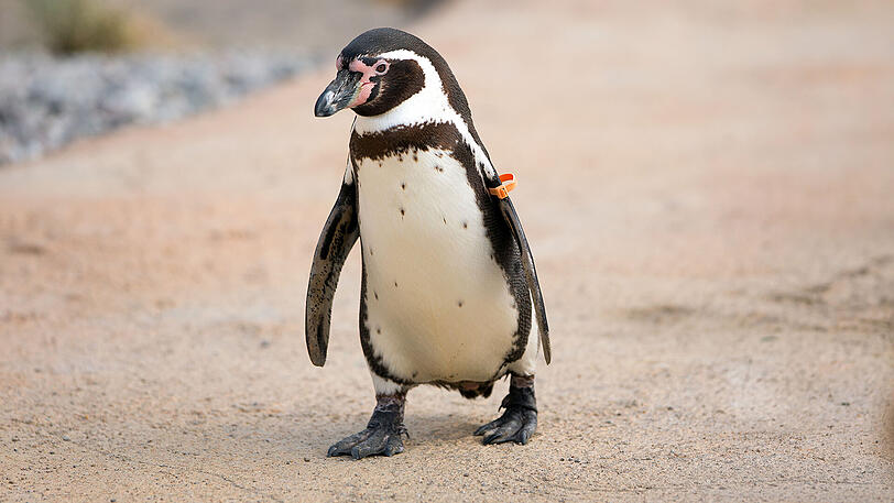 Traurige Gewissheit: Der Pinguin, der aus einem Tierpark in Mannheim geklaut wurde, ist tot.