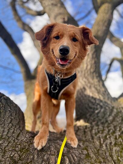 Loki