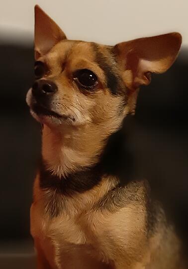Timo